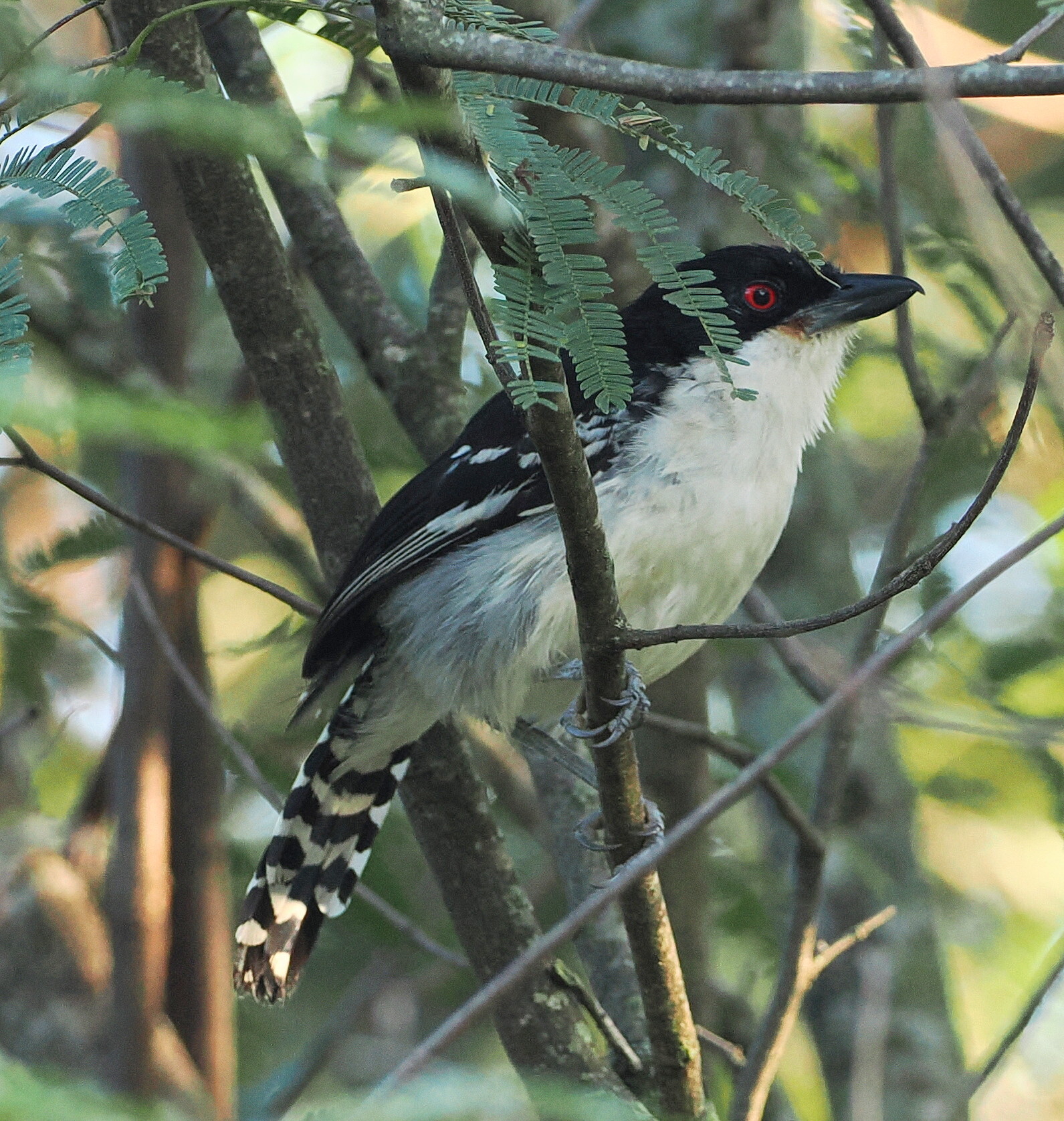 Great Antshrike (Taraba major), photo 9