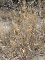 Trichloris pluriflora