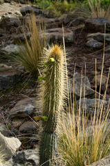 Cleistocactus tominensis