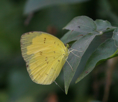 Eurema hecabe hecabe