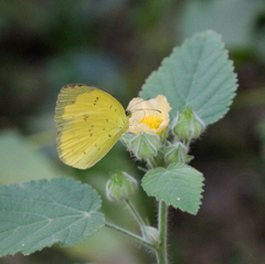 Eurema hecabe hecabe