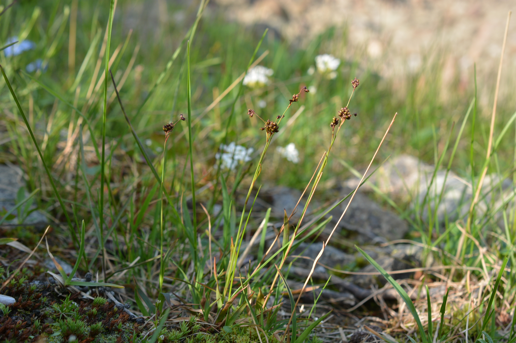 Luzula multiflora ssp. frigida