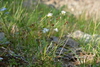 Luzula multiflora frigida - Photo (c) Игорь Поспелов, some rights reserved (CC BY-NC), uploaded by Игорь Поспелов