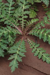 Platycarpha glomerata