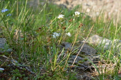 Luzula multiflora frigida