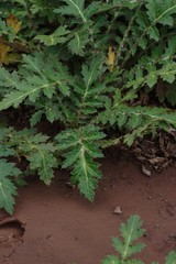 Platycarpha glomerata