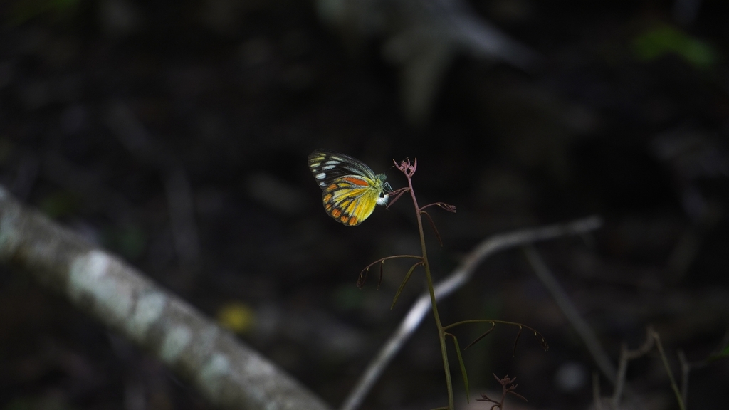 Cepora temena (Cepora temena)