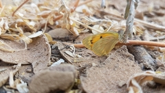 Colotis calais williami