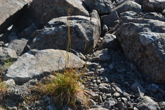 Luzula multiflora frigida