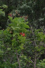 Pelargonium inquinans
