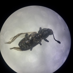 Eucorynus crassicornis