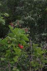 Pelargonium inquinans
