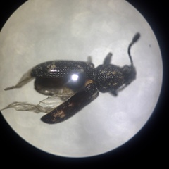 Eucorynus crassicornis