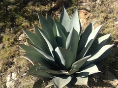 Agave cundinamarcensis