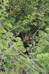 Pelargonium inquinans