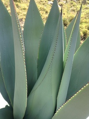 Agave cundinamarcensis