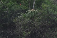 Aloe pluridens