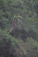Aloe pluridens