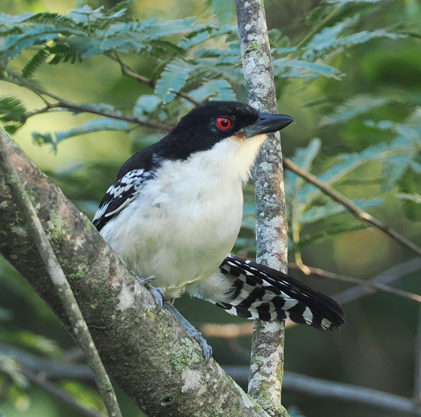 Great Antshrike (Taraba major), photo 10