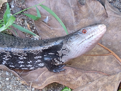 Tiliqua gigas observed 2026-02-25