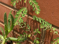 Phyllanthus parvulus