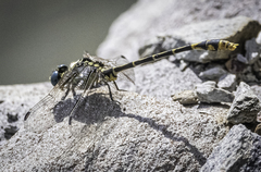 Austrogomphus australis