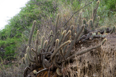 Cleistocactus tominensis