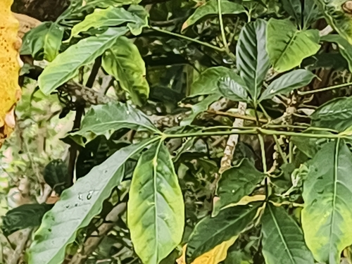 Melicope semecarpifolia, photograph 5