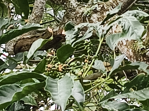 Melicope semecarpifolia, photograph 6