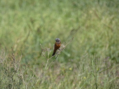 Sporophila ruficollis