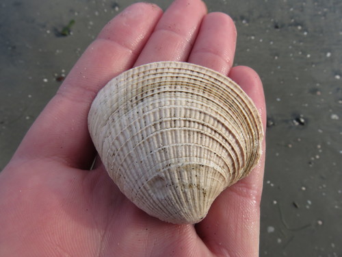 California Venus