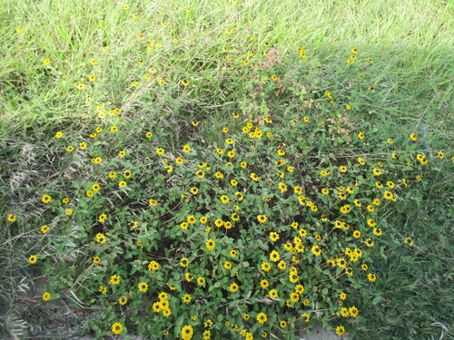 Palmer's zinnia (Zinnia maritima)