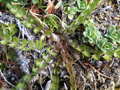 Anisotome aromatica aromatica