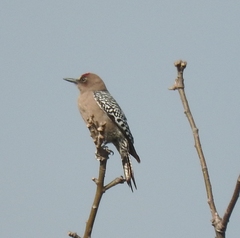 Melanerpes hypopolius