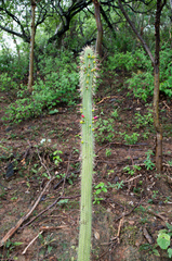 Cleistocactus tominensis
