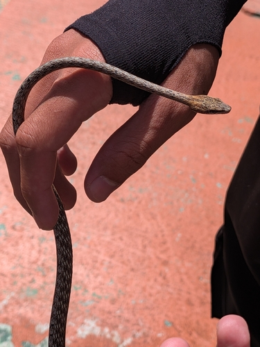 Brown Whip Snake