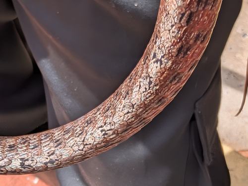 Brown Whip Snake