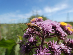 Cosmoclopius nigroannulatus