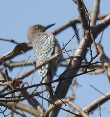 Melanerpes hypopolius