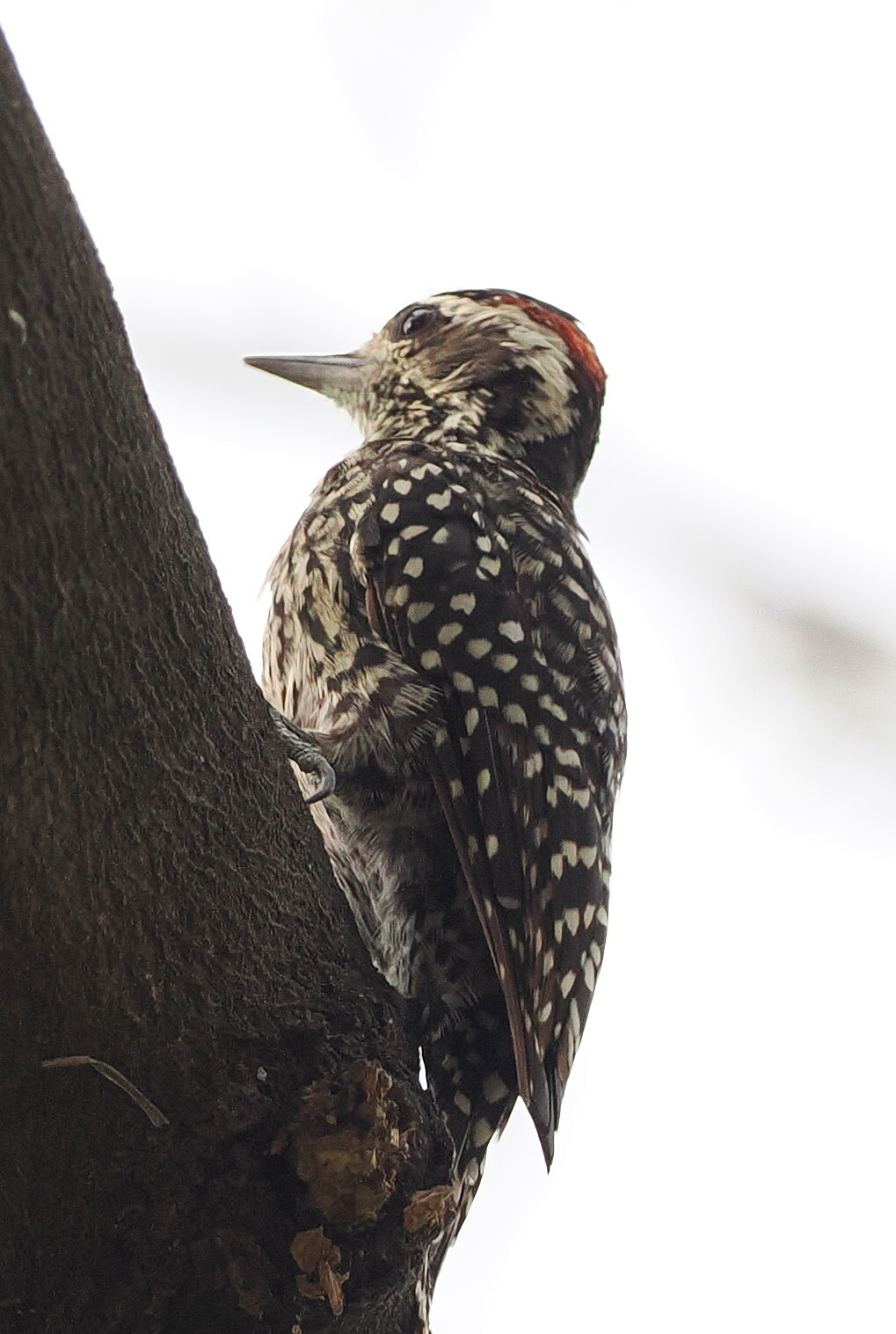 Checkered Woodpecker (Veniliornis mixtus), photo 4