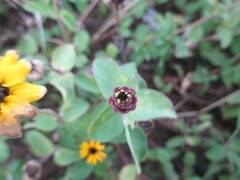 Zinnia maritima, photograph (c) Alexis López Hernández, some rights reserved (CC BY)