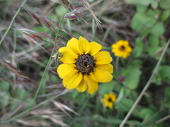 Zinnia maritima, photograph (c) Alexis López Hernández, some rights reserved (CC BY)