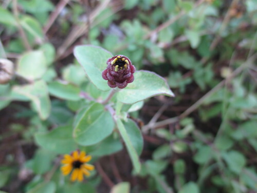 Zinnia maritima, photograph 3