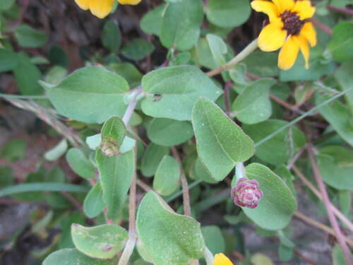 Zinnia maritima, photograph 6