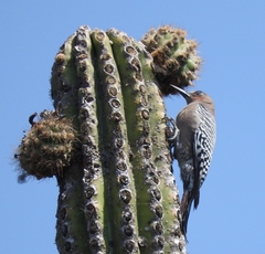 Melanerpes hypopolius