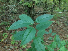 Rhamnus lanceolata