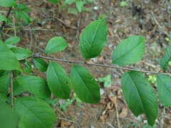 Rhamnus lanceolata