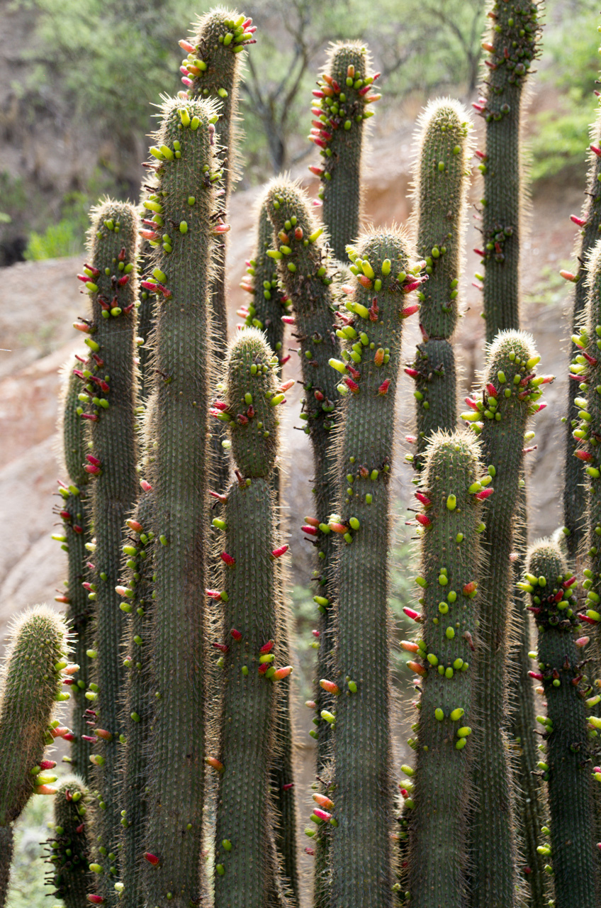 Cleistocactus tominensis