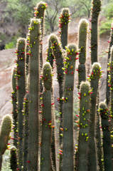 Cleistocactus tominensis