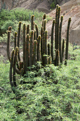 Cleistocactus tominensis